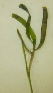 Image result for Cymodoceaceae