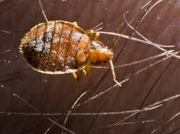 Image result for bedbugs on mattress