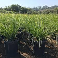 Image result for Motandra