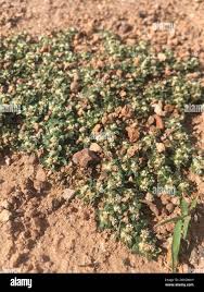 Image result for Guilleminea densa