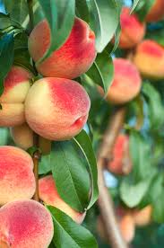 Protect your tree from wind by planting on the sunniest side of a. Bonanza Patio Peach Tree Ison S Nursery Vineyard