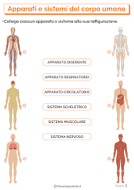 Noi li abbiamo presi uno ad uno, li abbiamo nominati, abbiamo visto dove vanno nel corpo e. Apparati E Sistemi Del Corpo Umano Schede Didattiche Per La Scuola Primaria Corpo Umano Attivita Del Corpo Umano Schede Didattiche