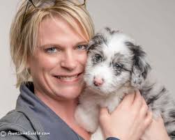 Don't purchase over the internet. Shannon S Intelligent Aussie Doodle Puppies Near Michigan