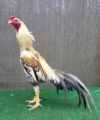 Ad Ebay Url 10 Fresh Fertile Hatching Eggs Shamo Thai Asil Oriental Chickens Fowl Qaib Chickens For Sale Hatching Eggs Chickens Backyard