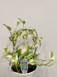 Image result for Epipremnum en casa
