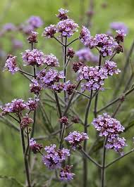 Image result for foto verbena