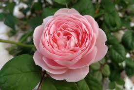 Prestigeflowers.co.uk has been visited by 10k+ users in the past month The Best Climbing Plants To Grow In Pots Primrose Blog