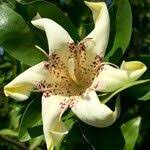 Image result for Rothmannia capensis