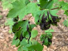 Maple Leaf Blister And Anthracnose Two Diseases Of Maple Leaves Landscaping