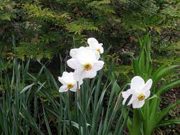 First Aid For Non Blooming Daffodils Kevin Lee Jacobs