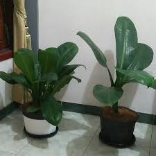 Sesuai sebutannya, coleus memang memiliki dedaunan yang warnanya beragam. Jual Cool Tanaman Hias Daun Lebar Sawung Ijo Di Lapak Hani Faturahmi Bukalapak