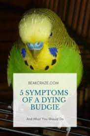 The 3 Reasons Why Your Budgie Is Quiet Beak Craze Budgies Budgies Bird Pet Bird Cage
