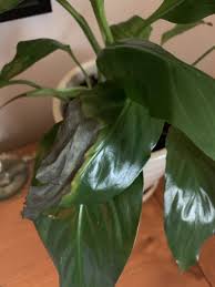 Another problem that may exist is when the edges of the leaves on a peace lily turn brown. Peace Lily Leaves Brown And Crispy Gardening Forums