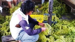 Gulma laut, ganggang laut, atau rumput laut merupakan salah satu sumber daya hayati yang terdapat di wilayah pesisir dan laut.istilah rumput laut adalah rancu secara botani karena dipakai untuk dua kelompok tumbuhan yang berbeda. Budidaya Rumput Laut Di Anambas Sempat Gagal Ini Langkah Dp3 Anambas Tribun Batam