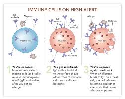 Let me explain a bit about how food allergies and intolerances work, and how these tests purport to work, so you can understand why i wish my patients never went down this path in the first place. What Is A Food Allergy Nutrition Action