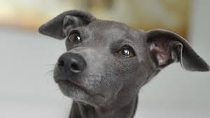 Italian greyhounds are an ancient breed, dating back over 5,000 years. 10 Italian Greyhound Health Issues You Should Know About