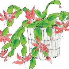 Learn more about the three types of holiday cactuses and what makes each cactus unique. Caring For Your Christmas Cactus Squak Mt Greenhouses Nursery