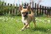 Chihuahua Dog Breed Profile | Petfinder