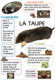 Narramus Petite Taupe Ouvre Moi Ta Porte La Maternelle De Vivi La Petite Taupe Taupe Carte D Identite