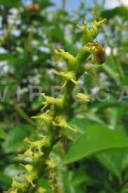 Image result for Excoecaria bussei