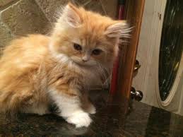 #persian maine coon mix #moggie cat #cats #fluffly cats #photos taken at different times #pet cats #feline #pet photography. Himalayan Persian And Maine Coon Kittens For Sale In Falls Pennsylvania Classified Americanlisted Com