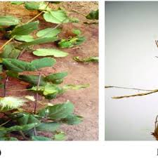 Image result for Clematis hirsuta