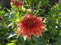 A Dahlia In Linn S Certified National Wildlife Habitat Garden In Valley Springs Ca Habitat Garden Wildlife Habitat Garden Seeds
