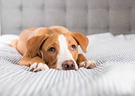 Dog Bee Sting Allergy: Learn From Echo'S Story - Pd Insurance
