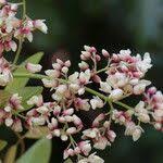 Image result for Dalbergia boehmii