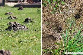 Der erste hinweis auf wühlmäuse sind die vielen erdhügel. Maulwurf Oder Wuhlmaus Was Habe Ich Im Garten