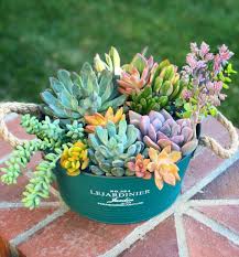 We did not find results for: 5 Amazing Tips On Saving Dying Succulents Succulent City