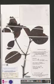 Image result for Psychotria djumaensis