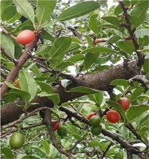 Image result for Ximenia afra