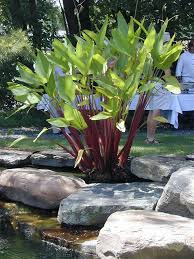 Epingle Sur Fleurs Et Jardins