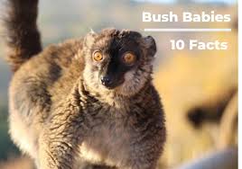 Galagos, also known as bush babies, or. Bush Babies 10 Facts