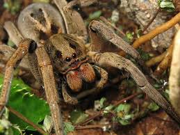 Por serem encontradas com facilidade em áreas de pastagens e jardins, ganhou esse nome. Caracteristicas Da Aranha De Jardim Portal Dos Animais