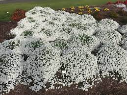 It will be quick to show drought this sterile lobularia is extremely vigorous, and because it puts no energy into setting seed it has an. Lobularia Snow Princess Sweet Alyssum Snow Princess Alyssum Princess Flower