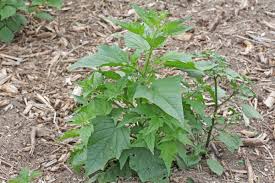 Image result for Chenopodiastrum