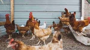 Pordenone, carro armato sbaglia mira e centra allevamento di galline. Ql2uvvrybzcqjm