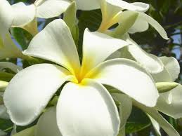 Check spelling or type a new query. Plumeria The Best Smelling Flower I Wish I Could Bottle It Best Smelling Flowers Smelling Flowers Plumeria