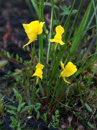 Image result for Utricularia arenaria