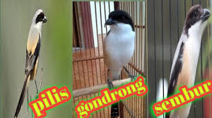 Wilsons bird of paradise berukuran lumayan kecil sampai dengan 21 cm. Ciri Cendet Pentet Pilis Sembur Dan Blangkon Youtube