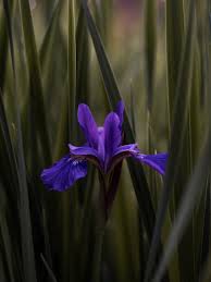 Iris Iris Flower Pictures Iris Flowers Purple Flower Photos