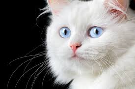 A good name for a black and white cat.based on looney tunes cartoons. White Cat Names 200 Best Names For Your Snowball