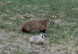 They tend to seek out animals that burrow and live underground, such as mice, gophers and snakes. American Badger Taxidea Taxus Natureworks