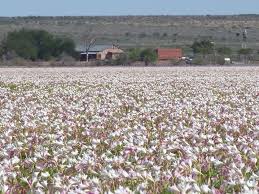 Image result for Crinum paludosum