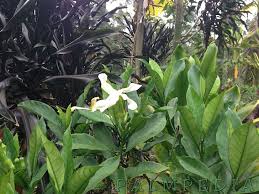 Image result for Tabernaemontana pachysiphon