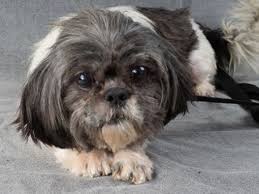 Check spelling or type a new query. Pictures Of Breeze A Shih Tzu For Adoption In Colorado Springs Co Who Needs A Loving Home Shih Tzu Shih Tzu Puppy Puppies