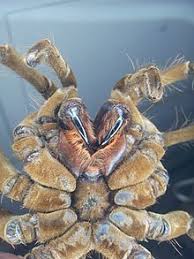 It is the second largest spider in the world when you look at the many experts claim it is the largest too due to the overall mass of it. Goliath Birdeater Wikipedia