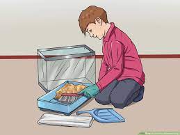 How To Clean Out A Hamster Cage: 12 Steps (With Pictures)